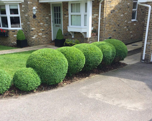 Garden Hedge Trimming in Tonbridge